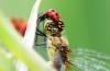 Sympetrum sanguineum